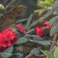 Rhododendron arboreum subsp. zeylanicum (Booth) Tagg